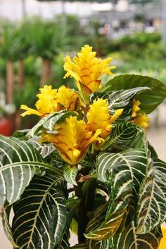 House Plants Expert Zebra Plant Care Zebra Plant Care, Yellow Flowers Names, House Tree Plants, Zebra Flowers, Common House Plants, Flowering House Plants, Zebra Plant, Plant Guide, Plant Identification