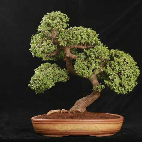 Growing a Jade Bonsai: A Detailed Guide for Beginners Fukien Tea Bonsai, Jade Plant Bonsai, Elm Bonsai, Jade Bonsai, Jade Tree, Bonsai Tree Types, Bonsai Care, Pine Bonsai, Bonsai Tree Care