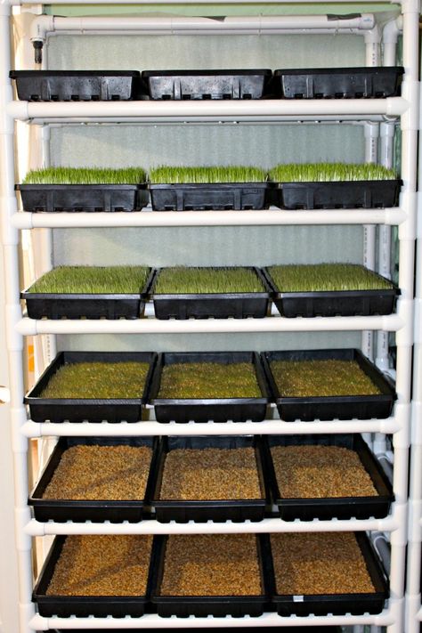 Micro Greens For Chickens, Fodder System For Chickens, Diy Fodder System Chicken, Chicken Microgreens, Chicken Fodder System Diy, Growing Fodder For Chickens, Fodder System Diy, Fodder For Chickens, Chicken Fodder