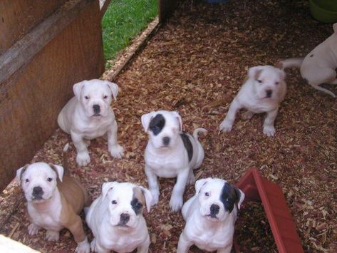 american bulldog puppies Boxer Mix Puppies, American Bulldog Puppies, American Bulldogs, American Bull, Bully Dog, English Bulldog Puppy, Yorkshire Terrier Puppies, Terrier Puppies, American Bulldog