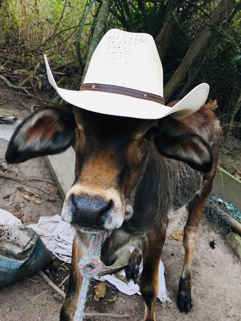 Cow With A Cowboy Hat, Cow With Cowboy Hat, Cow Hat, Cow Wallpaper, Mexican Hat, Wearing A Hat, Cute Cows, Cowboy Hat, Cowboy Hats