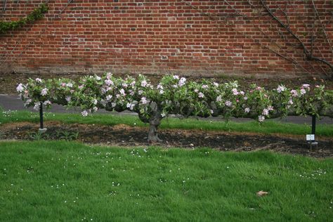 Stepover fruit tree Espalier Fruit Trees, Growing Fruit Trees, Victory Garden, Potager Garden, Rock Garden Landscaping, Veg Garden, School Garden, Growing Fruit, Vegetable Garden Design