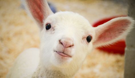 Gentle Heart Lamb, Smiling Lamb, Lamb Animal Aesthetic, Am I Cute, Sheep In Green Pastures, New Zealand Sheep Farm, Farm Sanctuary, Baby Lamb, Sheep And Lamb