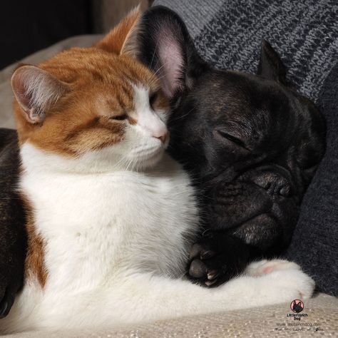 French Bulldog And Cat, Grey French Bulldog, Excited Dog, Luxury Cat, Cat Carrier, Cat Fashion, Kittens And Puppies, French Bulldog Puppies, Cat Accessories