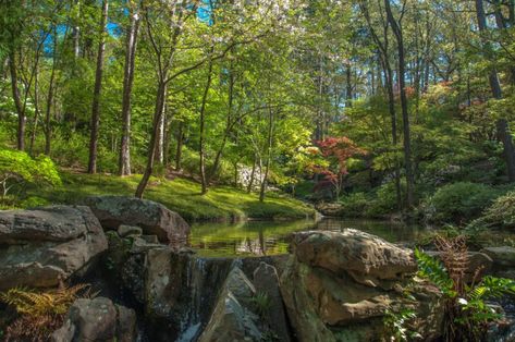 Finding Inspiration at Public Gardens | South Regional Report - FineGardening Garvan Woodland Gardens, Arkansas Waterfalls, Arkansas Vacations, Woodland Gardens, Arkansas Travel, Atlanta Botanical Garden, Hot Springs Arkansas, Hot Springs National Park, What To Do Today