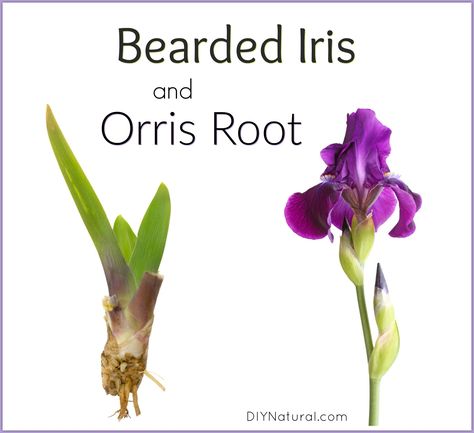 This homemade incense is made with orris root from the bearded iris. It smells similar to violets and is great to burn when you crave the smells of Spring! Homemade Incense, Gin Ingredients, Growing Irises, Benefits Of Herbs, Witch Balls, Orris Root, Healthy Soil, Essential Oil Carrier Oils, Witch Tips