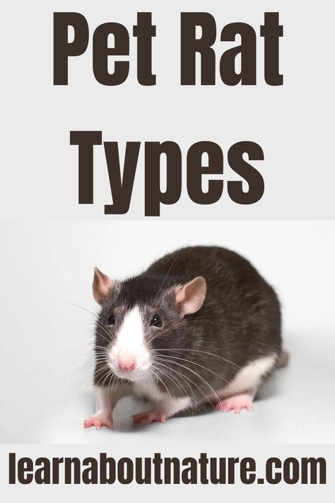 Pet Rat Types Rat Types, Types Of Rats, Rat Care, Fancy Rats, Baby Rats, Pet Rat, Fancy Rat, Cute Rats, About Nature