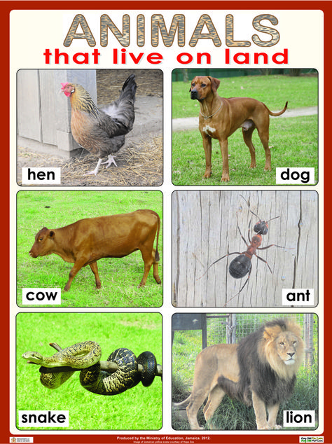 Animals that live on land. Animals That Live On Land, Land Animals Pictures, Land Animals Worksheet, Animals Name With Picture, Animals On Land, Preschool Color Activities, Animal Lessons, Land Animals, November Activities