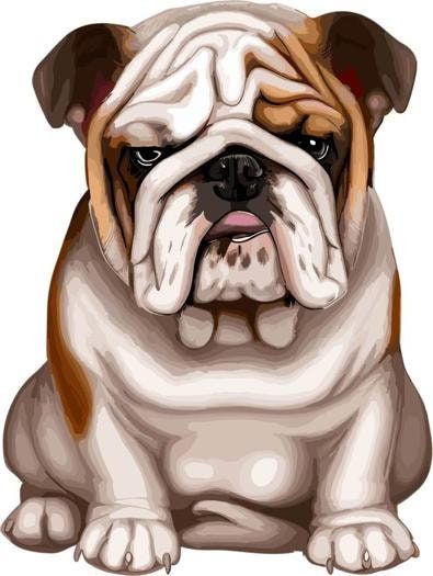 English Bulldog Illustrations - Etsy English Bulldog Drawing, Bulldog Drawing Cartoon, Bull Dogs English Bulldogs, American Bulldog Illustration, Mini English Bulldogs, English Bulldog Illustration, English Bulldog Painting, Dog Illustration Art, Dog Portrait Drawing