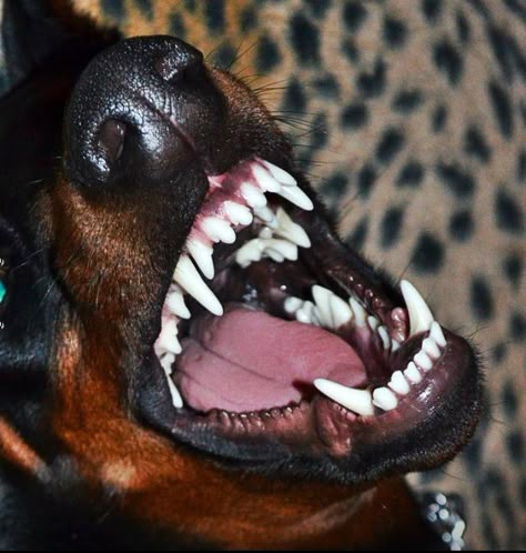 Dog Mouth, Canine Teeth, Cat Camera, Dogs Teeth, Canine Tooth, Angry Dog, Dog Anatomy, Pet Treat, Scary Dogs