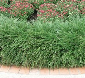 Mondo Grass Creekside Landscaping, Lawn Sprinklers, Border Plants, Concrete Driveways, Home Landscaping, Diy Landscaping, Garden Bed, Environment Friendly, Landscaping Ideas