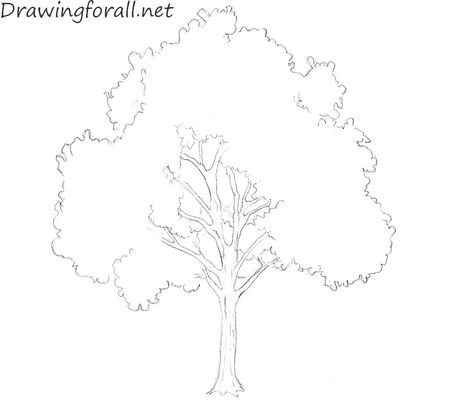 Draw A Tree Easy, Tree Easy Drawing, Big Tree Drawing, Draw Tree, Oak Tree Drawings, Tree Line Drawing, Tree Silhouette Tattoo, Garden Design Software, Draw A Tree