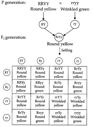 We have given these Important Questions for Class 10 Science Chapter 9 Heredity and Evolution to solve different types of questions in the exam. Previous Year Questions & Important Questions of Heredity and Evolution Class 10 Science Chapter 9 will help the students to score good marks in the board examination. Important Questions of Heredity and […] The post Heredity and Evolution Class 10 Important Questions with Answers Science Chapter 9 appeared first on Learn CBSE. How To Score Good Marks In Exam, Heredity And Evolution, Genetic Drift, Process Of Evolution, Inherited Traits, Class 10 Science, Study Vlog, Questions With Answers, Theory Of Evolution