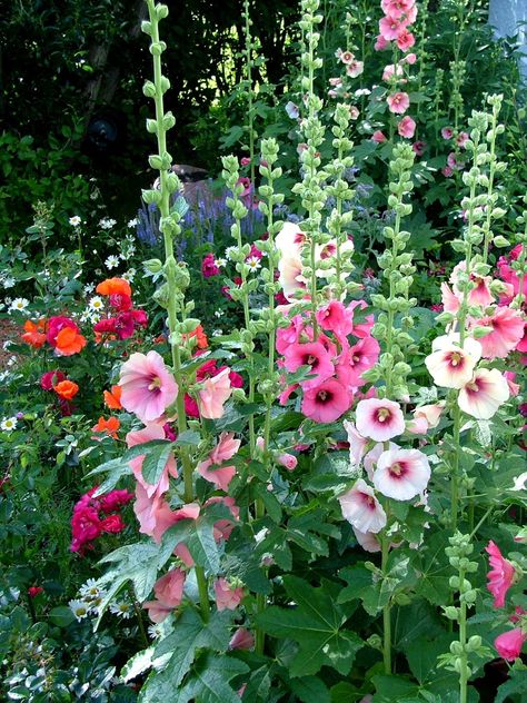 Hollyhocks Flowers, Full Sun Perennials, Herb Garden Design, Sun Perennials, Cottage Garden Design, Cottage Garden Plants, Garden Wallpaper, Garden Types, Beautiful Flowers Garden