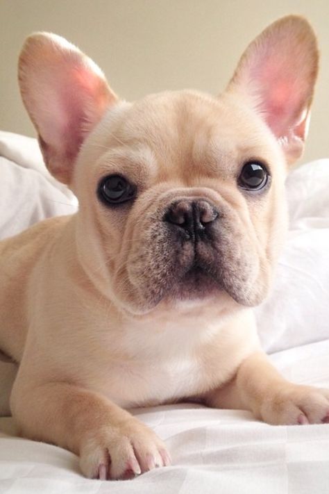 Frenchiebutt on Instagram too cute French bulldog blonde French Bulldog Full Grown, Brindle French Bulldog, French Bulldog Names, Fawn French Bulldog, French Bulldog Breed, French Bulldog Art, French Bulldog Funny, Bulldog Breeds, Bulldog Puppies For Sale