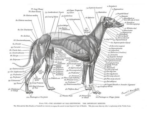 Greyhound Muscle Plate | Flickr - Photo Sharing! Animal Anatomy Art, Greyhound Adoption, Dog Anatomy, Dog Skeleton, Greyhound Art, Animal Anatomy, Grey Hound Dog, Anatomy Drawing, Italian Greyhound