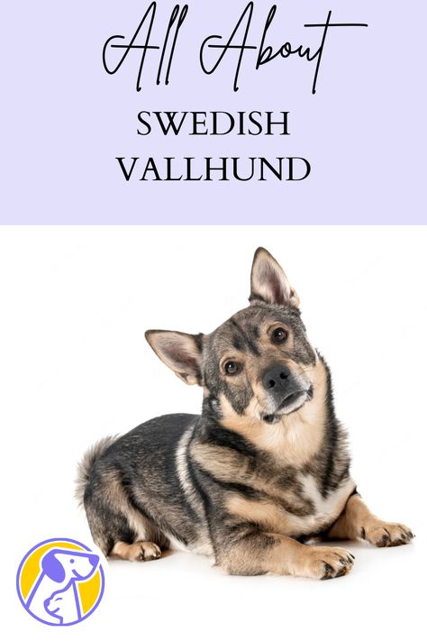 What is the difference between a Swedish Vallhund and a Corgi? Is Swedish Valhunds aggressive? Does Swedish Valhunds need a lot of exercises? Swedish Vallhund, Ancient Vikings, Hip Dysplasia, Herding Dogs, What Is The Difference Between, Dog Breeder, Obedience Training, Small Breed, Awesome Things