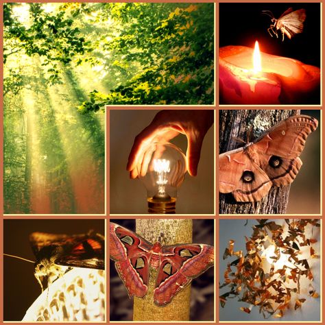 Forest-and-Light-Moth-Moodboard — ImgBB Moth Moodboard, Pretty Moodboards, Moodboard Inspo, Mood Aesthetic, Oc Inspo, Board Inspiration, Aesthetic Moodboard, Scene Design, Character Inspo