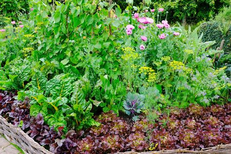 Bio Intensive Gardening, French Intensive Gardening, French Intensive Gardening Layout, Intensive Planting Vegetable Garden, Intensive Gardening Layout, French Vegetable Garden, French Potager Garden, French Kitchen Garden, Intensive Planting