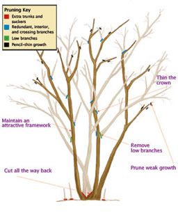 Time to prune the crepe myrtles. Here's how. Pruning Crepe Myrtles, Crepe Myrtle Trees, Prune Fruit, Pruning Fruit Trees, Myrtle Tree, Crepe Myrtle, Tree Pruning, Crape Myrtle, Fine Gardening