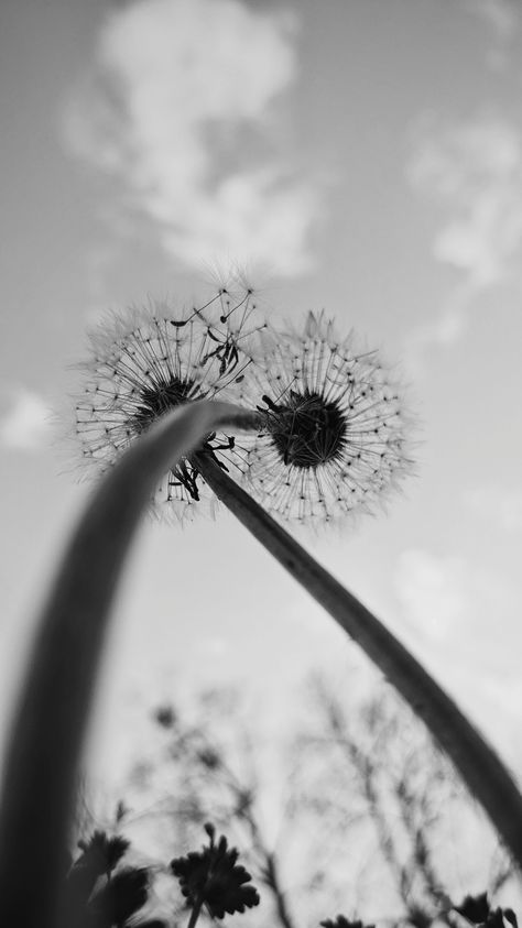 Black and White photo of dandelions again a clear sky Worm's Eye View Photography, Birds Eye View Photography, Worm's Eye View, Worms Eye View, Forced Perspective, View Photography, The Dandelion, Perspective Photography, Camera Art