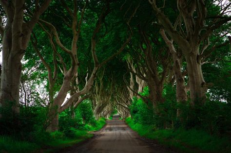 The Dark Hedges (Ballymoney, Northern Ireland): Top Tips Before You Go - TripAdvisor Ireland Dark Aesthetic, The Dark Hedges Ireland, Ballinastoe Woods Ireland, The Dark Hedges, The Giants Causeway Ireland, Ireland On Film, Dark Hedges, 2 On, Northern Ireland