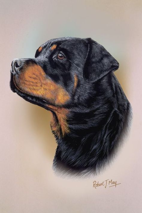 Rottweiler - Robert May Fine Arts Dog Pencil Drawing, Rottweiler Funny, German Rottweiler, Head Study, Search And Rescue Dogs, Bass Fishing Shirts, Dog Anatomy, Welsh Terrier, Working Dog