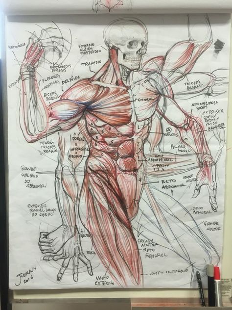 Men Anatomy, الفن الرقمي, Drawing Prompts, Human Body Anatomy, Human Anatomy Drawing, Muscle Anatomy, Art Help, Human Figure Drawing, Human Anatomy Art