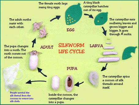 silk worm life cycle chart Silkworm Life Cycle, Mulberry Leaf, Satin Pillow, Fibre And Fabric, Mystery Of History, Satin Pillowcase, Silk Road, Ancient China, Life Cycle