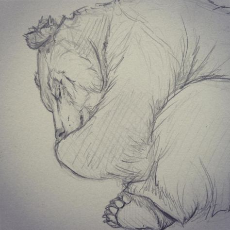 Quick sketch of a sleeping bear…  #sketch #drawing #pencildrawing #beardrawing #roughsketch Sleeping Drawing, Bear Sketch, Sleeping Bear, Bear Drawing, Drawing Examples, Bear Illustration, Bear Art, Quick Sketch, Sketch Drawing