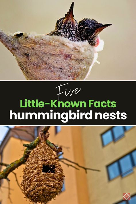 Get ready to dive into a world of natural wonder, right in your own backyard! We're uncovering 5 little-known facts about hummingbird nests that will leave you awe-struck. From unique adaptations to the secrets behind their incredible construction, you won't want to miss these fascinating insights into the world of hummingbirds. Hummingbird Perch Diy, Hummingbird Garden Flowers, Hummingbird Habitat, Attracting Hummingbirds, Yard Crashers, Hummingbird Food, Hummingbird Nests, Hummingbird Nest, American Water Spaniel