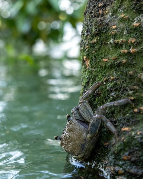 In Sundarban’s mangrove maze, Where roots weave and waters graze, Crabs play hide and seek with glee, Nature’s dance for all to see. 🦀🌿 Among the shadows, swift they dart, Blending in, a work of art, Secrets whispered by the trees, In the forest’s gentle breeze. 🌳✨ In this world of green and blue, Crabs and nature, a wondrous view, A game of stealth, a life so fleet, In Sundarban, where tides meet. 🌊🍃 #SundarbanMagic #MangroveMysteries #CrabTales #SundarbanNationalPark #NaturePhotography #... Trees In The Forest, Blue Crabs, Hide And Seek, The Shadows, In The Forest, Green And Blue, Glee, Dart, The Forest