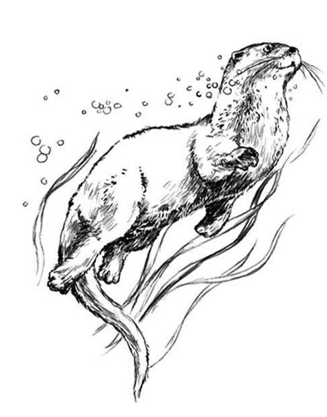 Otter Otter Coloring Pages, Otter Tattoo, Otter Drawing, Otter Illustration, Bratz Coloring, Otter Art, Ocean Tattoos, Coloring Page Ideas, Desenho Tattoo