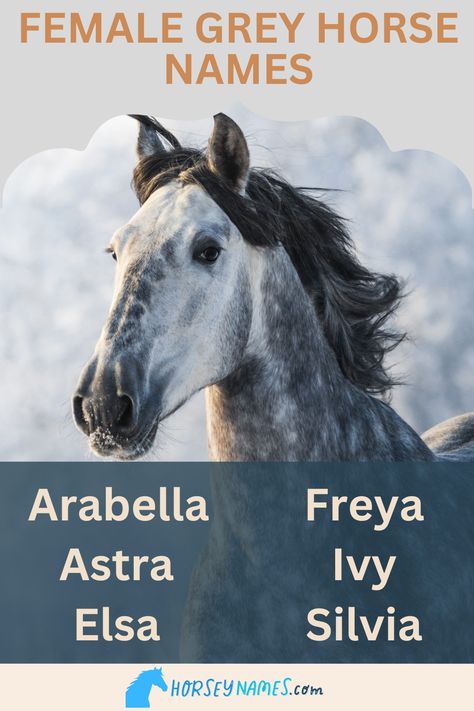 Female Grey Horse Names Farm Name Generator, Funny Horse Names, Ranch Names, Minecraft Horse, Native American Horses, Strong Names, Red Chestnut, Palomino Horse, Fantasy Horses