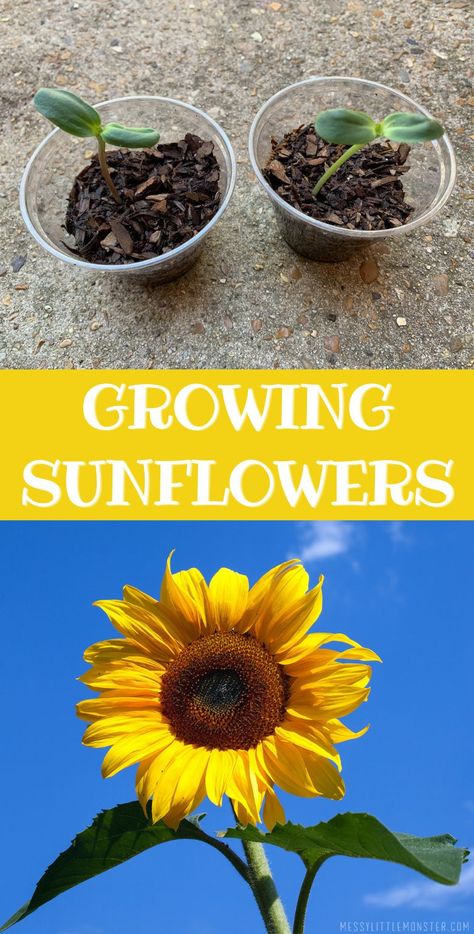 Growing sunflowers in pots. Directions on how to plant sunflowers and top tips. Seed Planting For Kids, How To Plant Sunflowers, Sunflowers In Pots, Growing Sunflowers From Seed, When To Plant Sunflowers, Planting Sunflower Seeds, Plant Sunflowers, Sunflower Seedlings, Sunflower Life Cycle