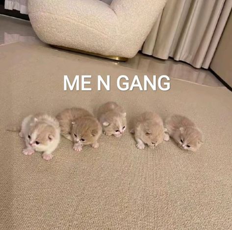 Me And Gang Cats, Internet Friends Aesthetic, Silly Kitties, Cat Friends, Internet Friends, Hijab Cartoon, Friend Memes, Friend Group, Reaction Pics