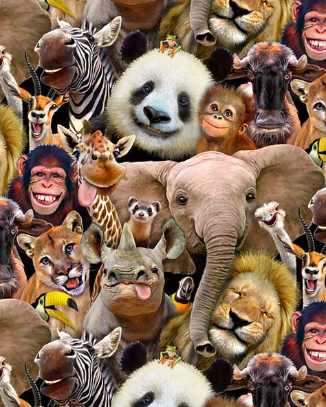 Zoo Selfies - Silly Animal Smiles - Brown Jungle Animals Pictures, Animal Pictures For Kids, Zoo Art, Tropical Animals, Fun Fabric, Animals Friendship, Paws And Claws, Lion Tiger, Silly Animals