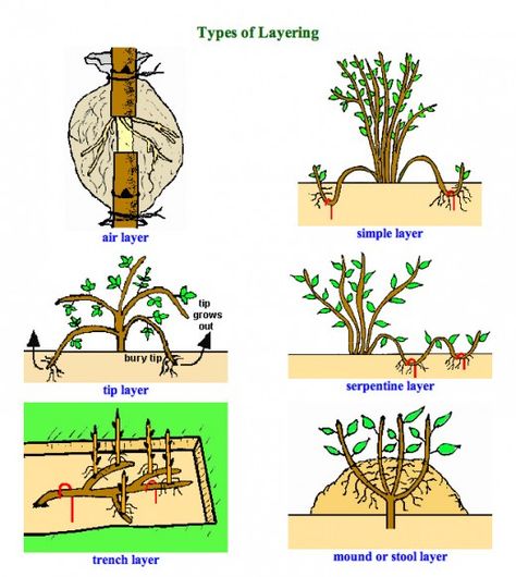 Layering Plants for Propagating New Plants in Your Garden Layering Plants, Garden Layering, Grafting Plants, Air Layering, Bonsai Techniques, Plant Propagation, Garden Types, Plant Science, Bonsai Plants