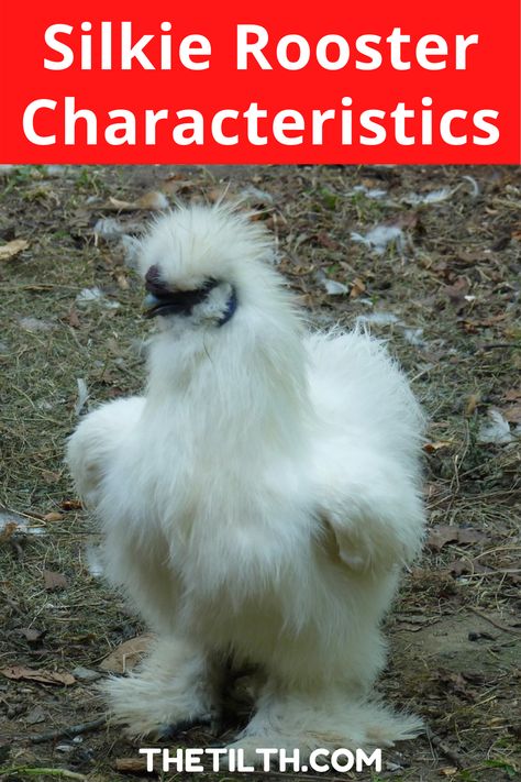 Silkie Rooster Characteristics Raising Silkie Chickens, Rooster Names, Silkie Rooster, Rooster Breeds, Silkie Chickens, Chicken Breeds, Baby Chicks, Raising Chickens, Chickens Backyard