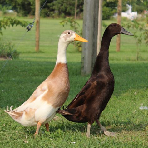 Hatchery Choice Runner Day Old Ducklings Geese Breeds, Raising Ducks, Runner Ducks, Pet Ducks, Duck Eggs, Coop Plans, Chicken Coop Plans, Chicken Breeds, Chicken Coop