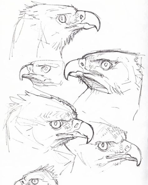 Brazilian Rainforest, Pen Sketches, Eagle Drawing, Bird Sketch, Animal Drawings Sketches, Draw Sketch, Creature Drawings, Animal Sketches, Creature Concept Art