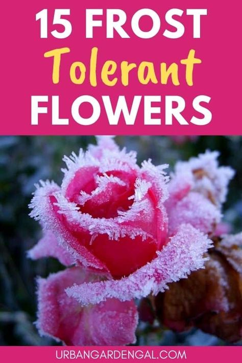 15 Frost Tolerant Flowers - Urban Garden Gal Winter Flowers Garden, Fall Container Plants, Evergreen Flowers, Fall Container Gardens, Spring Planter, Garden Tattoos, Fall Gardening, Winter Gardens, Planting Tips