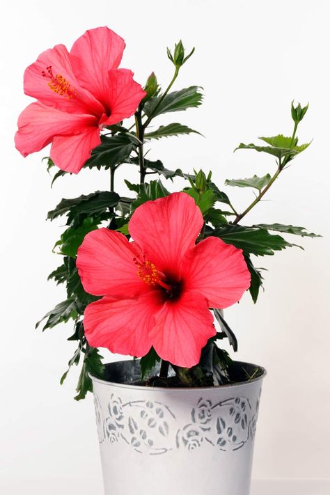 Hibiscus Plant Care, Mint Plant Care, Potato Vines, Mint Plants, Hibiscus Plant, Balcony Plants, Large Balcony, Colorful Plants, Natural Garden