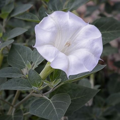 14 Beautiful Night-Blooming Plants for Your Moon Garden Moon Flowers, Moon Flower Aesthetic, Flower Moon, Planting By The Moon, Night Blooming Plants, Moon Flower Plant, Night Blooming Garden, Moon Gardens At Night, Montauk Daisy