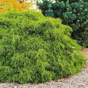 Best of the Midwest Landscape Plants - Better Homes and Gardens - BHG.com Rattlesnake Master, False Sunflower, Midwest Landscape, Modern Landscape Design Front Yard, False Cypress, Cypress Plant, Prairie Plants, Dog Safe Plants, Rural Cottage