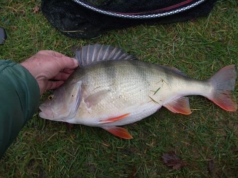 Big perch are an overlooked species which offer the serious angler the opportunity to catch specimen sized fish without devoting endless time and effort to the chase. And these days there's more and more waters with big perch in them. Walleye Fishing Lures, Walleye Fishing Tips, Ice Fishing Lures, Perch Fishing, Fishing Tackle Storage, Salt Water Fishing, Fly Fishing Tips, Walleye Fishing, Lake Fishing