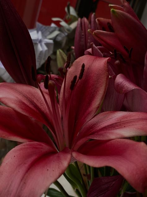 Red Tiger Lily, Red Lilies, Red Lily, Boquette Flowers, Nothing But Flowers, Flower Therapy, Pretty Plants, Tiger Lily, Lily Flower