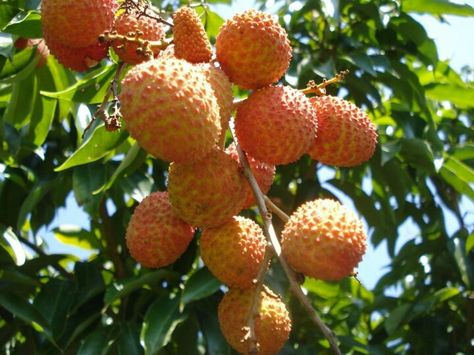 Lychee in jamaica... How To Grow Lychee, Hamster Diet, Litchi Fruit, Lychee Tree, Lychee Fruit, Hamster Eating, Fruit Photography, Beautiful Fruits, Fruit Plants