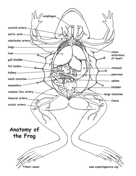 Frog Dissection Worksheet, Frog Dissection, Frog Activities, Ear Anatomy, Eye Anatomy, Vet Medicine, Frog Drawing, Biology Lessons, Science Notes