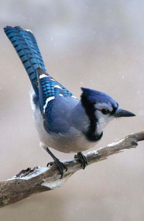 Burung Kakatua, Blue Jay Bird, Jay Bird, Airbrush Art, Animal Species, Backyard Birds, Bird Pictures, Pretty Birds, Bird Photo